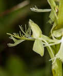 Green fringed orchid